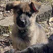 Thumbnail photo of Loki #3