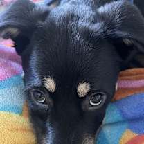 Thumbnail photo of Aki #3
