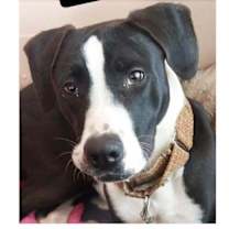 Thumbnail photo of Milo #1