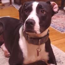 Thumbnail photo of Milo #2