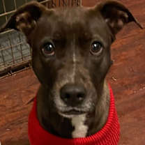 Thumbnail photo of Roxy (CP) #1