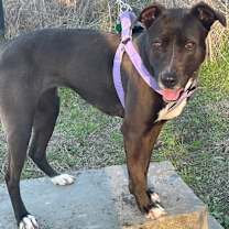 Thumbnail photo of Roxy (CP) #2