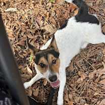 Thumbnail photo of Chato #1