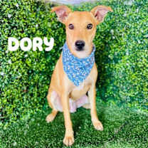 Thumbnail photo of Dory #1