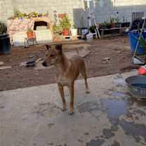 Thumbnail photo of Dory #3