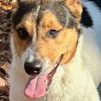 Thumbnail photo of Chato #2