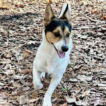 Thumbnail photo of Chato #3