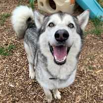 Thumbnail photo of Kiowa #2