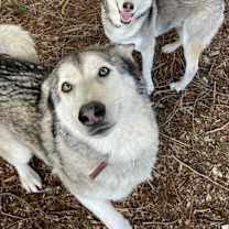 Thumbnail photo of Kiowa #3