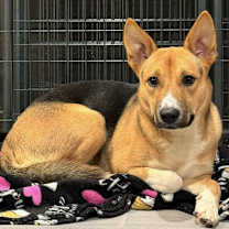 Thumbnail photo of Xena #1