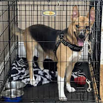 Thumbnail photo of Xena #2