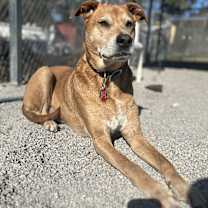 Thumbnail photo of Baxter #3