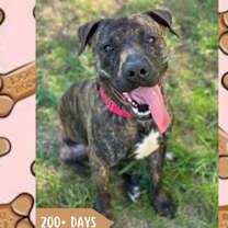 Thumbnail photo of Milkbone #1