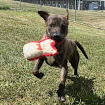 Thumbnail photo of Milkbone #3
