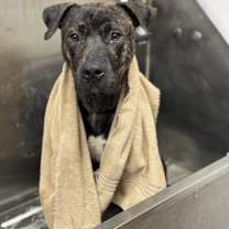 Thumbnail photo of Milkbone #4