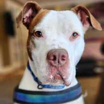 Thumbnail photo of Ghost #1