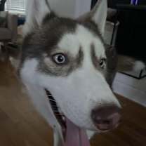 Thumbnail photo of Teddy #1