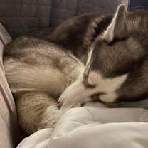 Thumbnail photo of Teddy #2