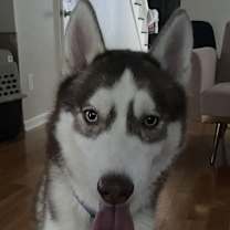 Thumbnail photo of Teddy #3