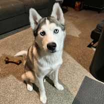Thumbnail photo of Korra #1