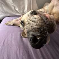 Thumbnail photo of Admiral #4