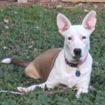 Thumbnail photo of Roo #1