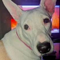 Thumbnail photo of Roo #2