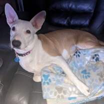 Thumbnail photo of Roo #3