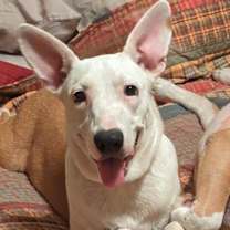 Thumbnail photo of Roo #4