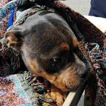 Thumbnail photo of Cyrus #2
