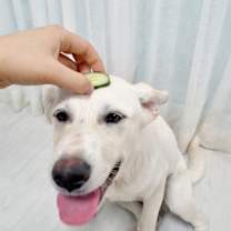 Thumbnail photo of Claude #2