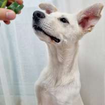 Thumbnail photo of Claude #3