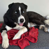 Thumbnail photo of Dash #1
