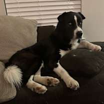 Thumbnail photo of Dash #2