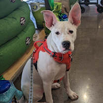 Thumbnail photo of Ivory (AKA Abby) #2