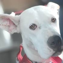 Thumbnail photo of Ivory (AKA Abby) #3