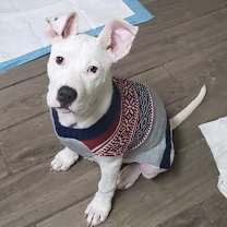 Thumbnail photo of Ivory (AKA Abby) #4