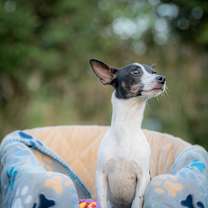 Thumbnail photo of Toby #2