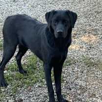 Thumbnail photo of Speck #1