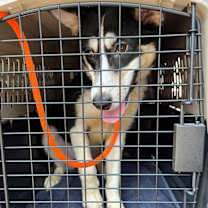 Thumbnail photo of Pickle #4