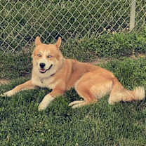 Thumbnail photo of Koda #1