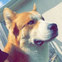 Thumbnail photo of Koda #2