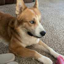 Thumbnail photo of Koda #3