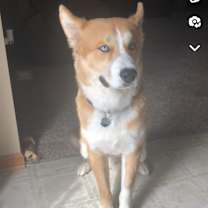 Thumbnail photo of Koda #4