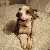 Thumbnail photo of Millie #1