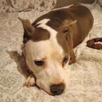 Thumbnail photo of Millie #4