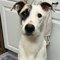 Thumbnail photo of Pascal #1