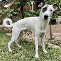 Thumbnail photo of Pascal #2