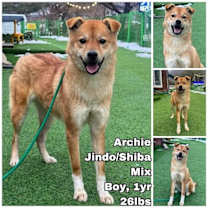 Thumbnail photo of Archie from Korea #1