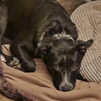 Thumbnail photo of Emmy (Ember) #1
